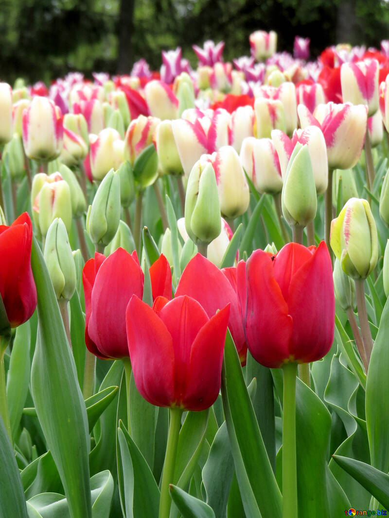 Tulips №31242