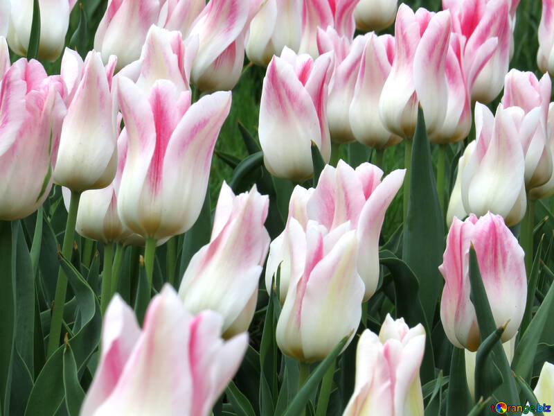 Fondo de tulipanes №31155