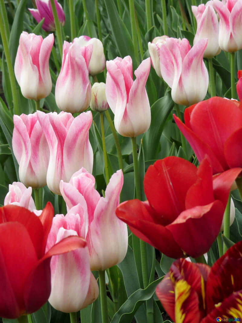Beautiful tulips №31165