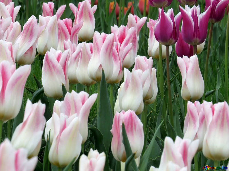 Tulipanes suaves №31153