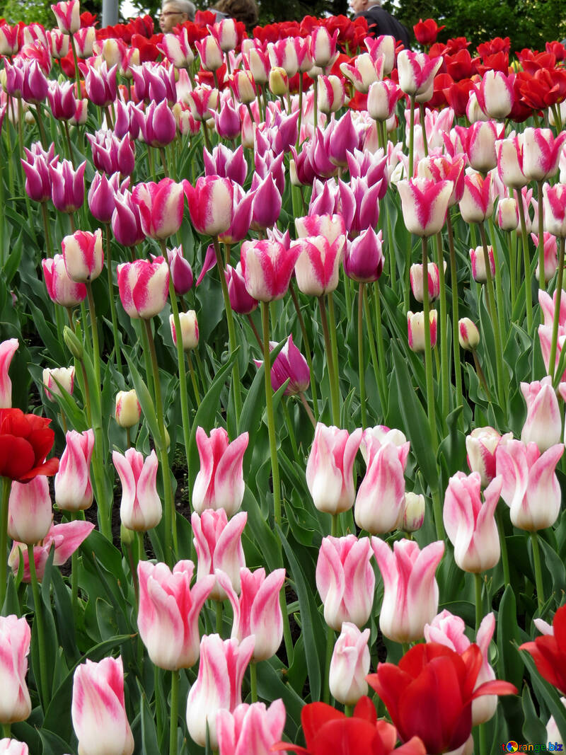 Many tulips №31167