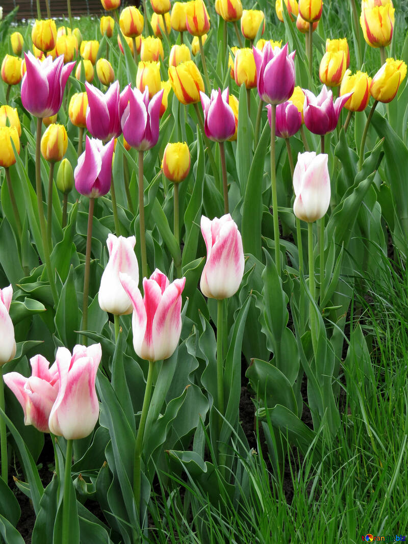 Multicolored tulips №31159