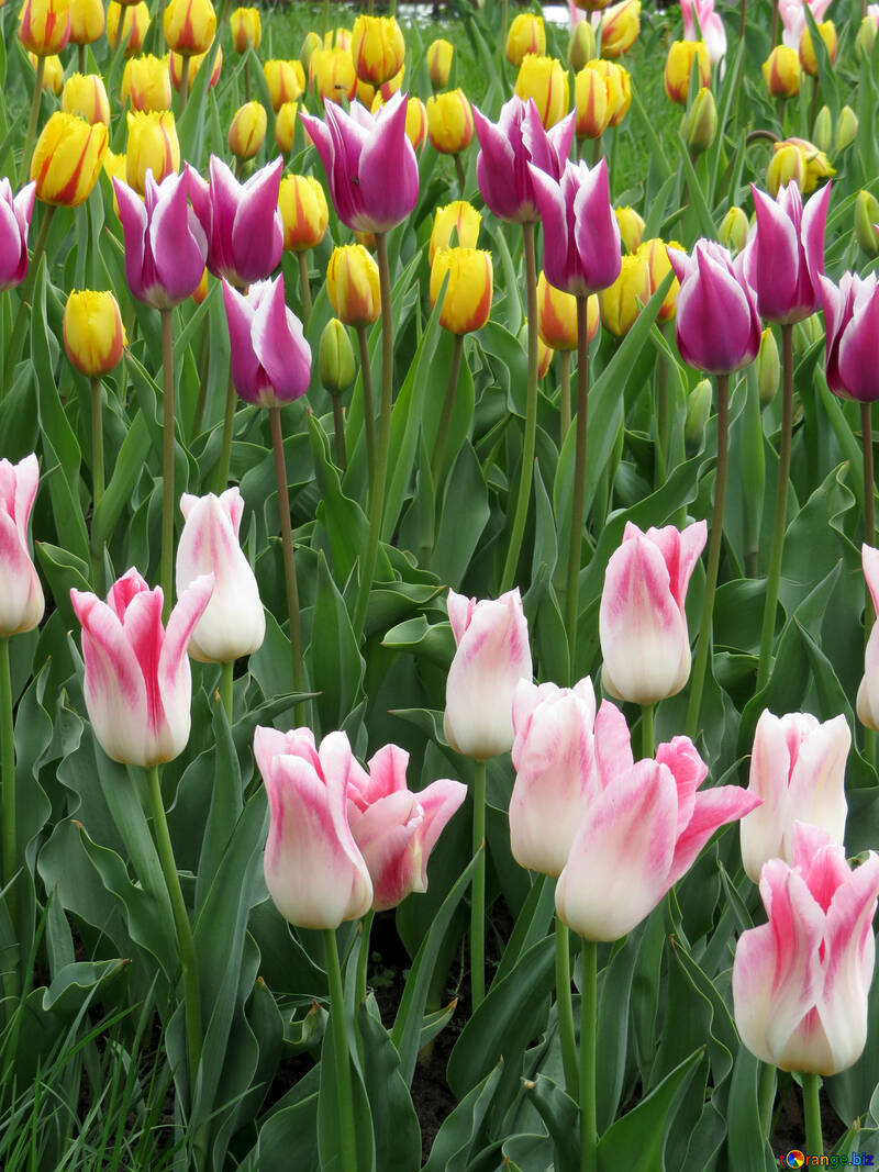 Multicolored tulips №31161
