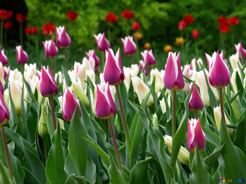 Multicolored tulips №31255