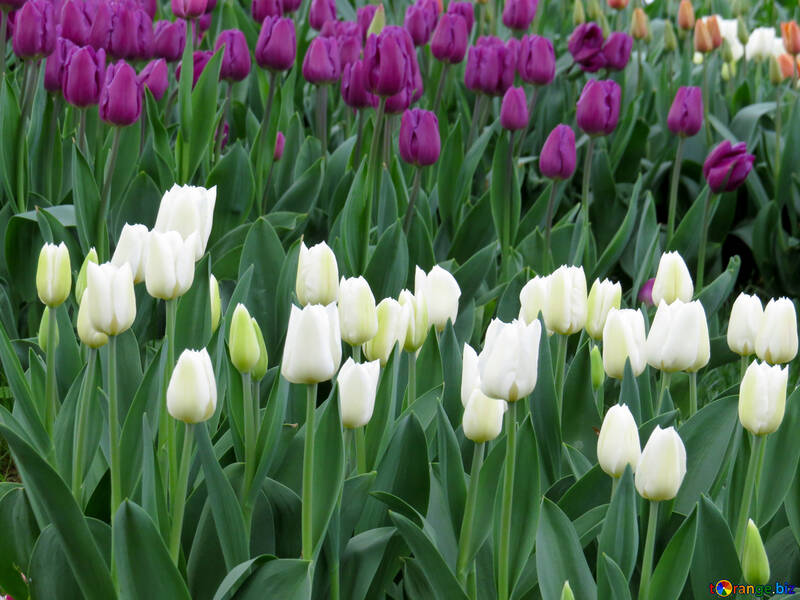 White tulips №31272