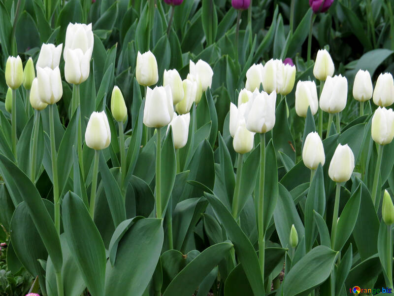 Tulipanes blancos №31273