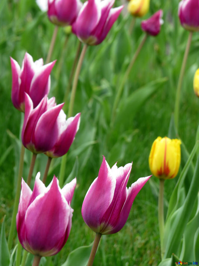 Spring tulips №31149