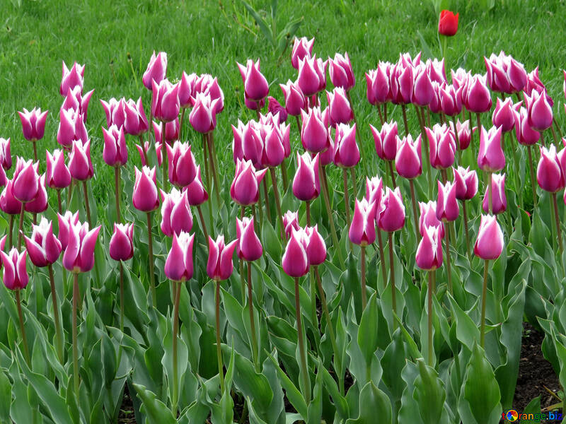 Tulipes №31229