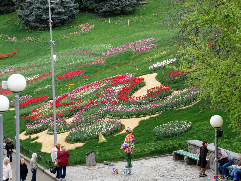 Exhibition of tulips №31315
