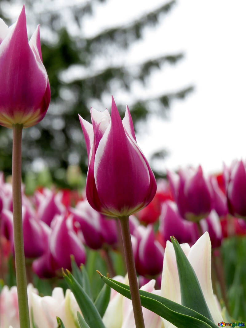 Hermoso fondo con tulipanes №31247