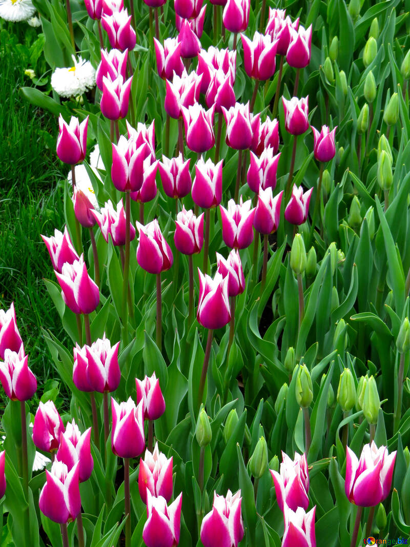 Elegantes tulipas №31299