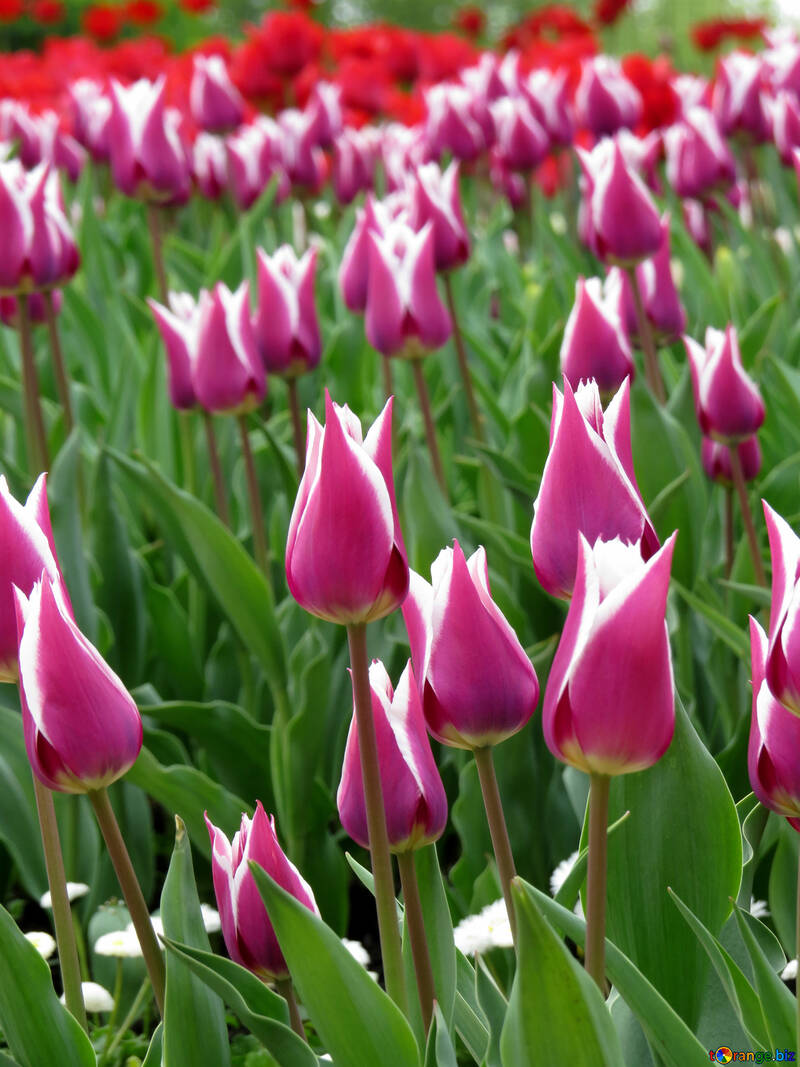 Tulipanes suaves №31250