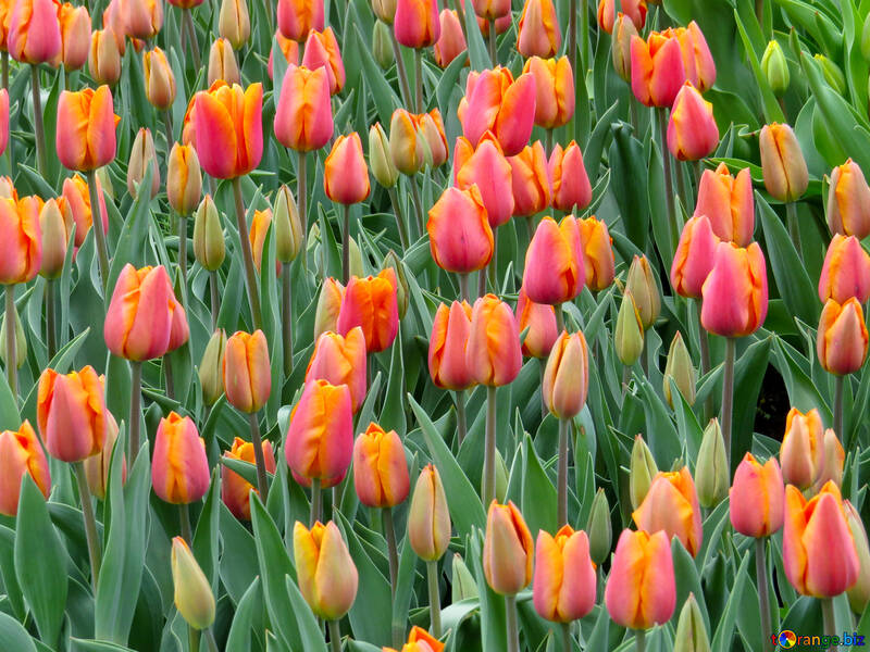Green tulips №31292