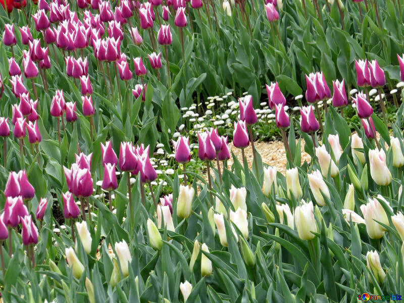 Cultiver des tulipes №31257