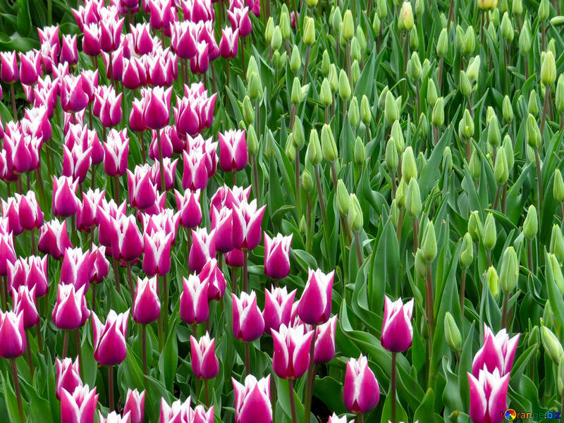 Varieties of tulips №31295