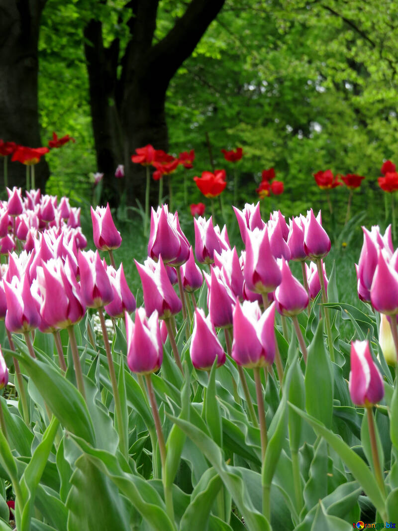 Tulipanes salvajes №31252
