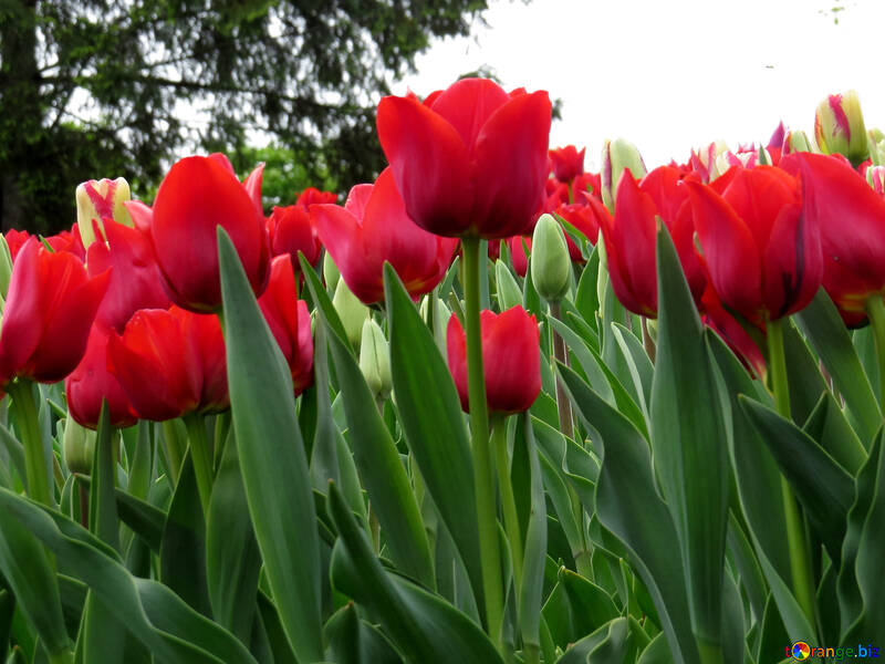 Tulips №31244