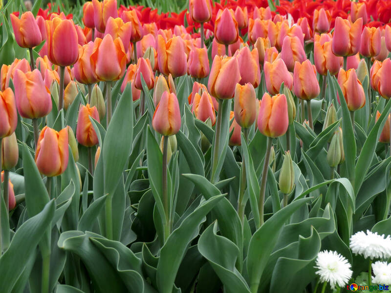 Fioritura di tulipani in primavera №31286