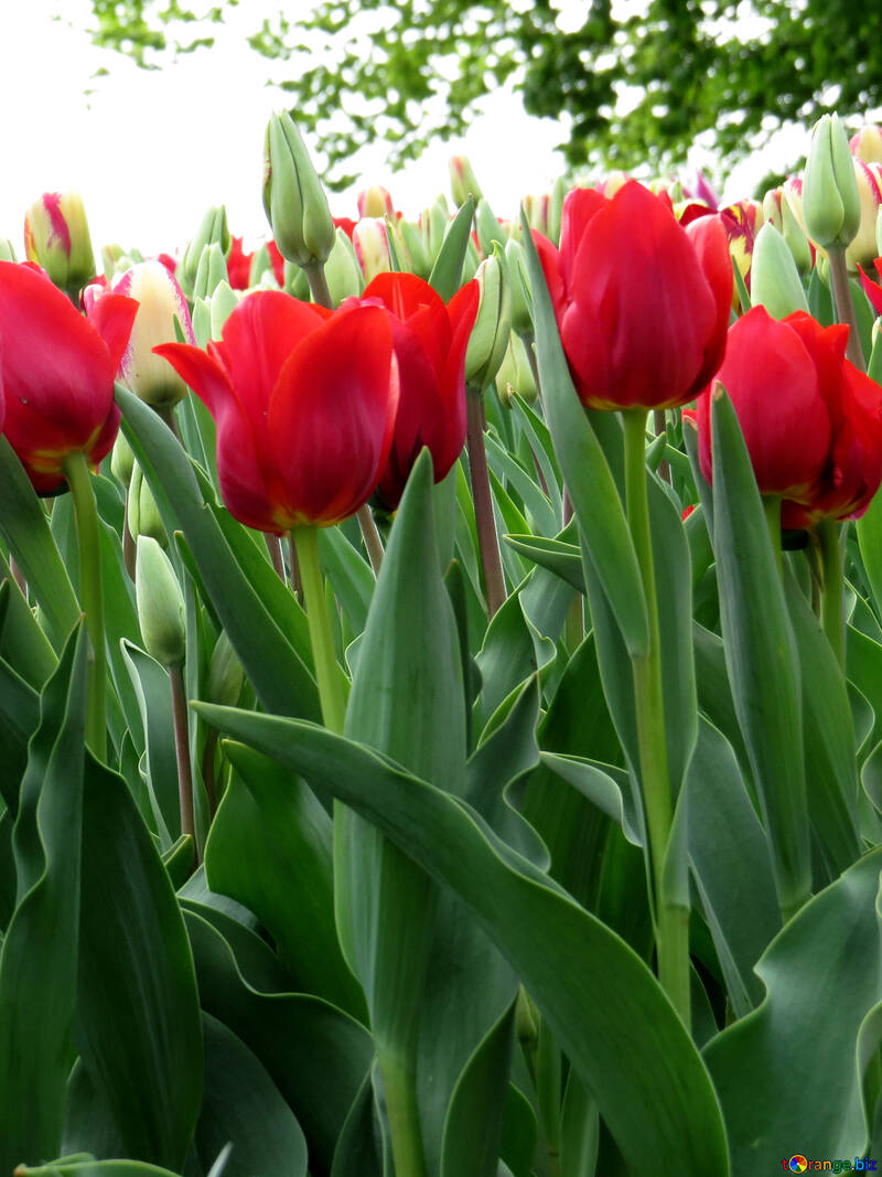 Jardín tulipanes №31245