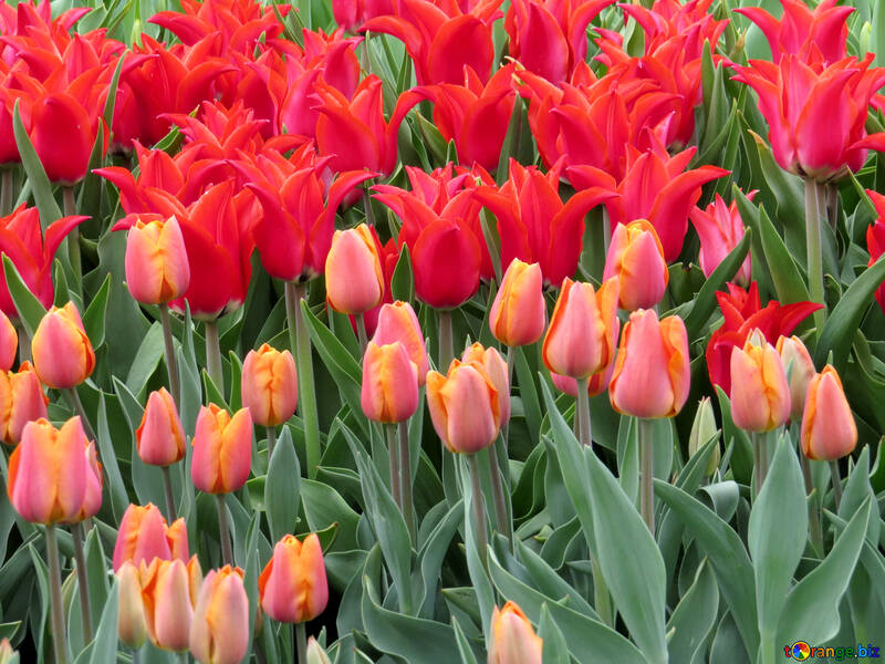 High-quality tulips №31290