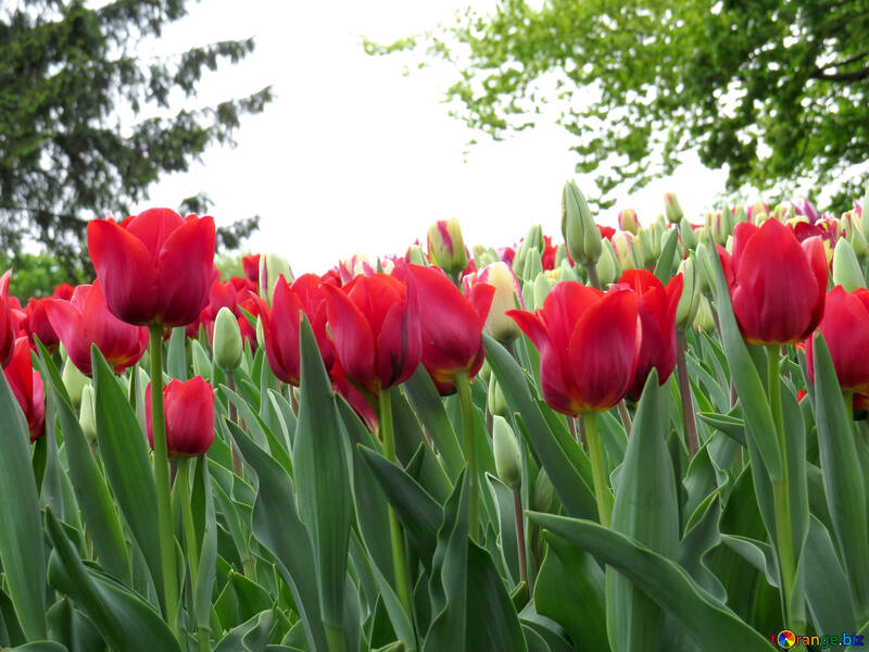 Muchos de los tulipanes №31243