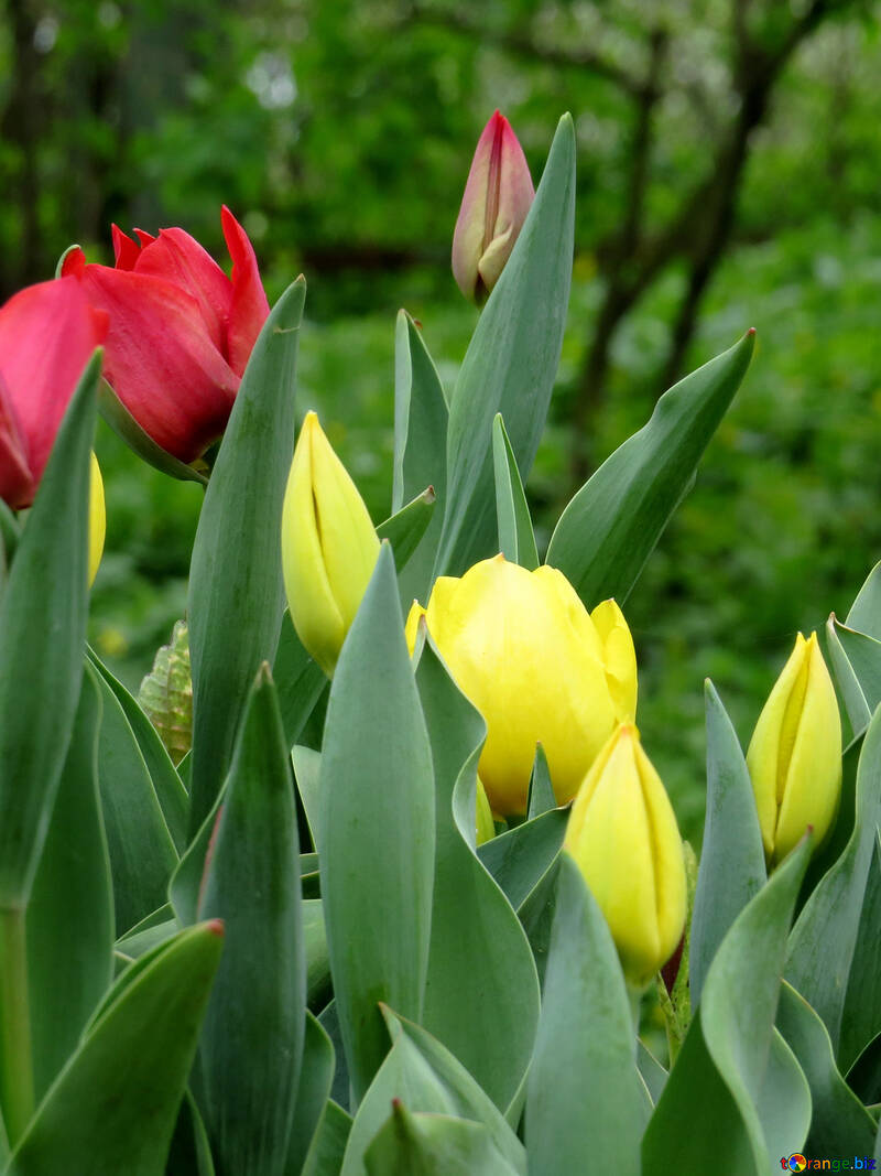 Tulips №31338