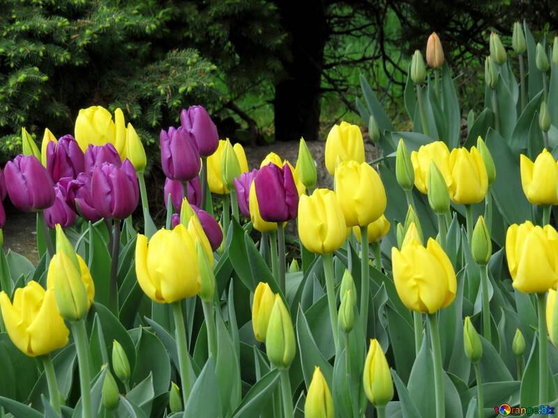 Los tulipanes florecen en la primavera №31279