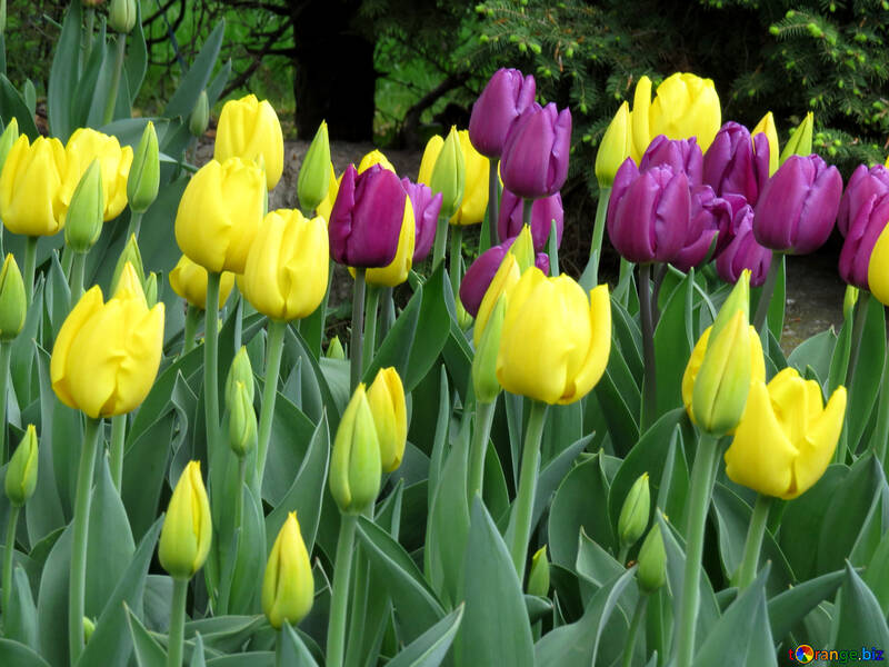 Floraison des tulipes №31278