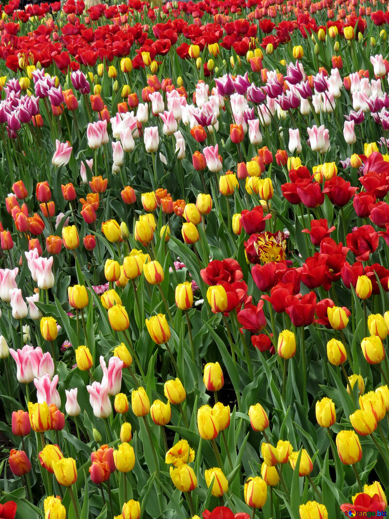 Collection de tulipes №31170