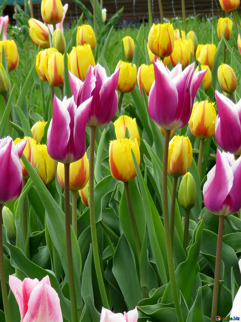 Different varieties of tulips №31162