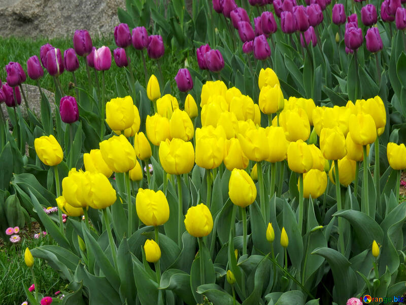 Tulips in spring №31266