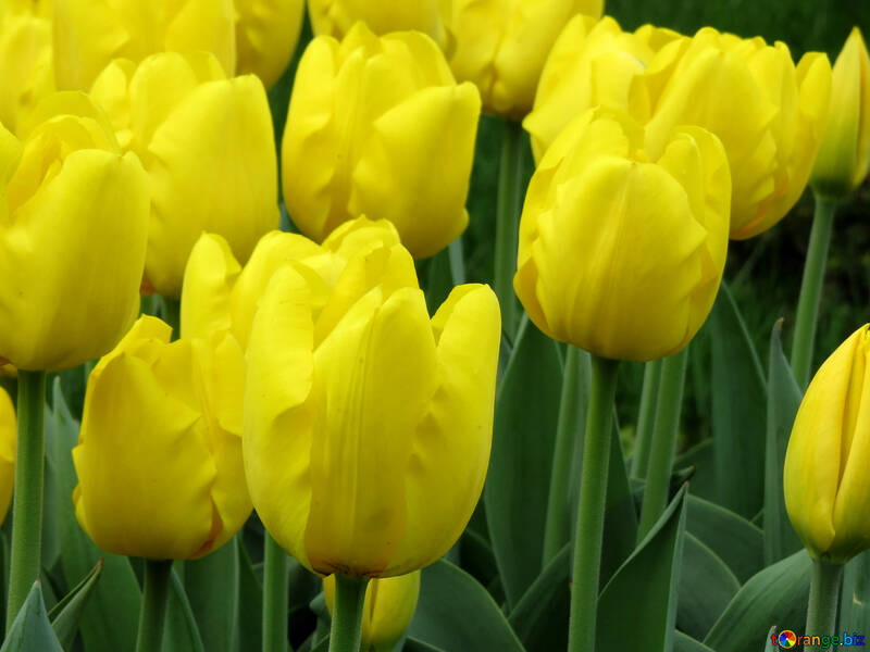 Yellow tulips №31143