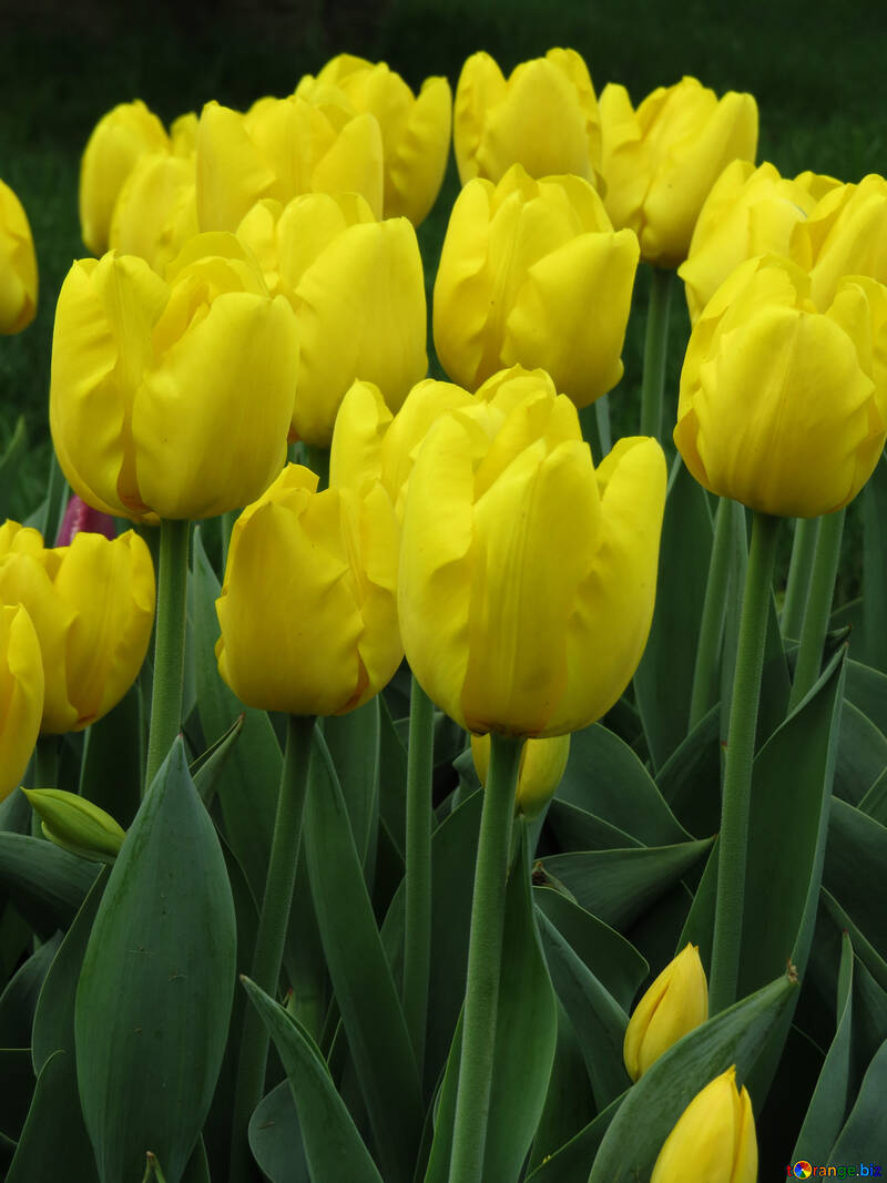 Yellow tulips free image № 31144