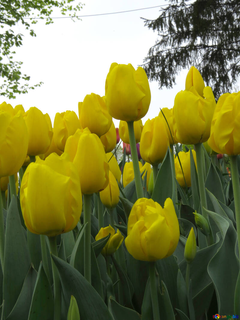 Yellow tulips №31262