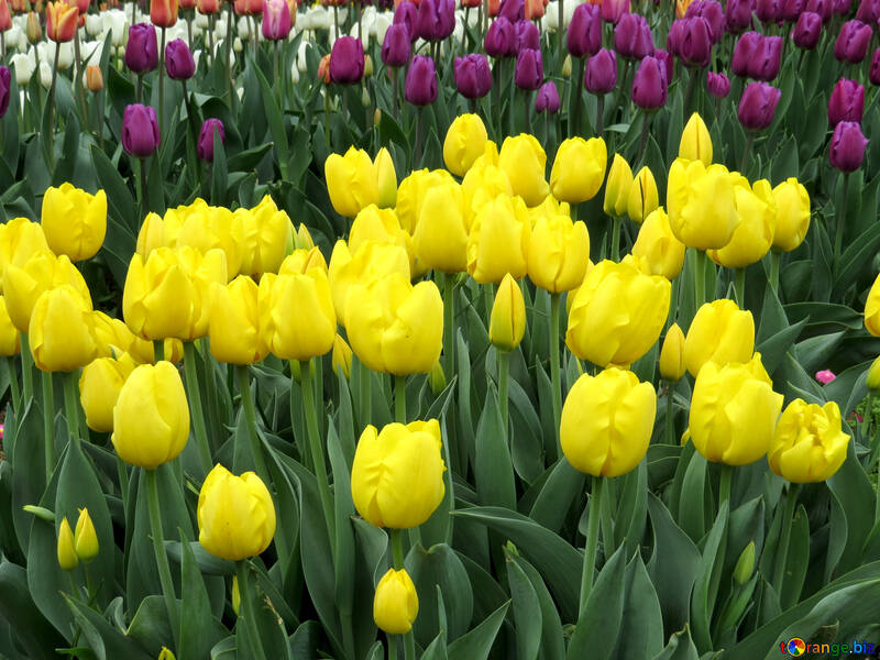Yellow tulips №31264