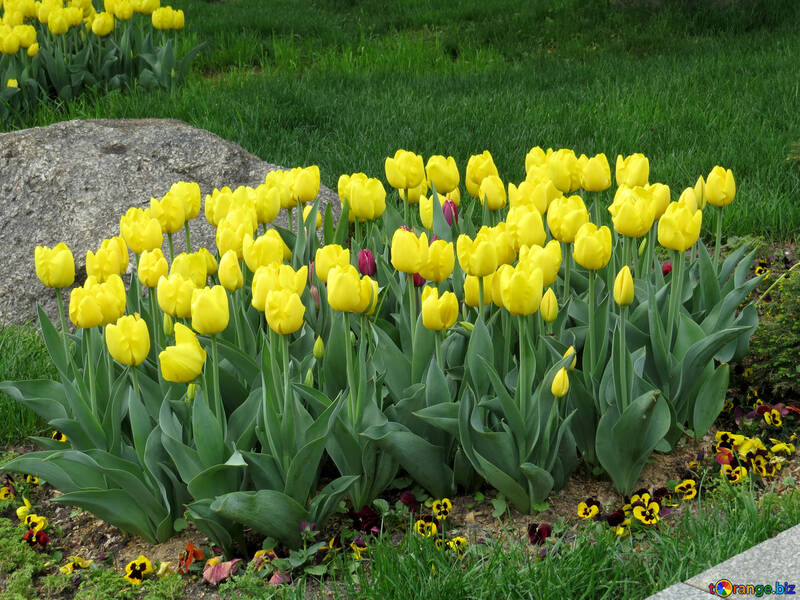Vielzahl von gelben Tulpen №31146