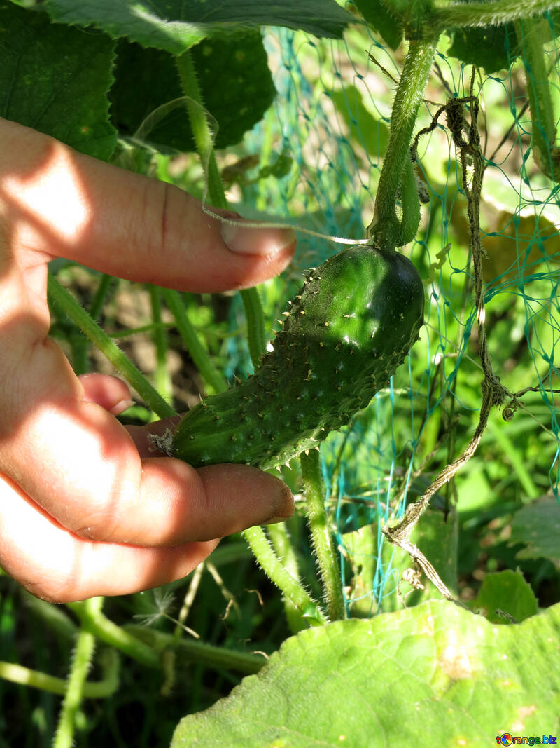 Cucumber from the garden №31061
