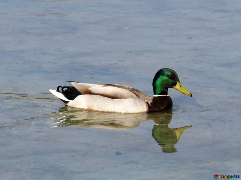 Wild duck №31356
