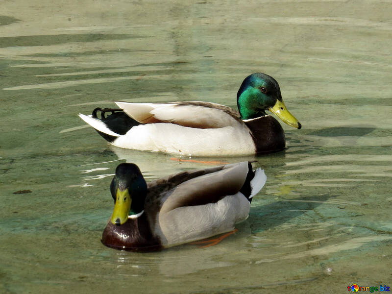 Males of wild duck №31359
