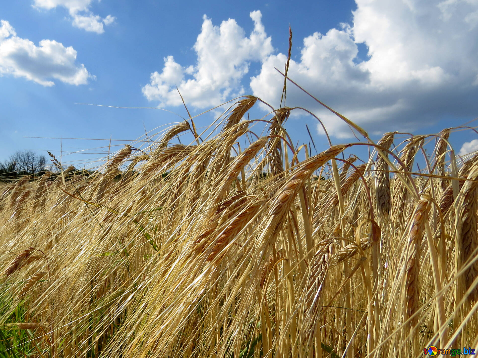Ой жито жито. Хлебное поле. Хлебный Колос. Ржаной Колос. Рожь хлеб.