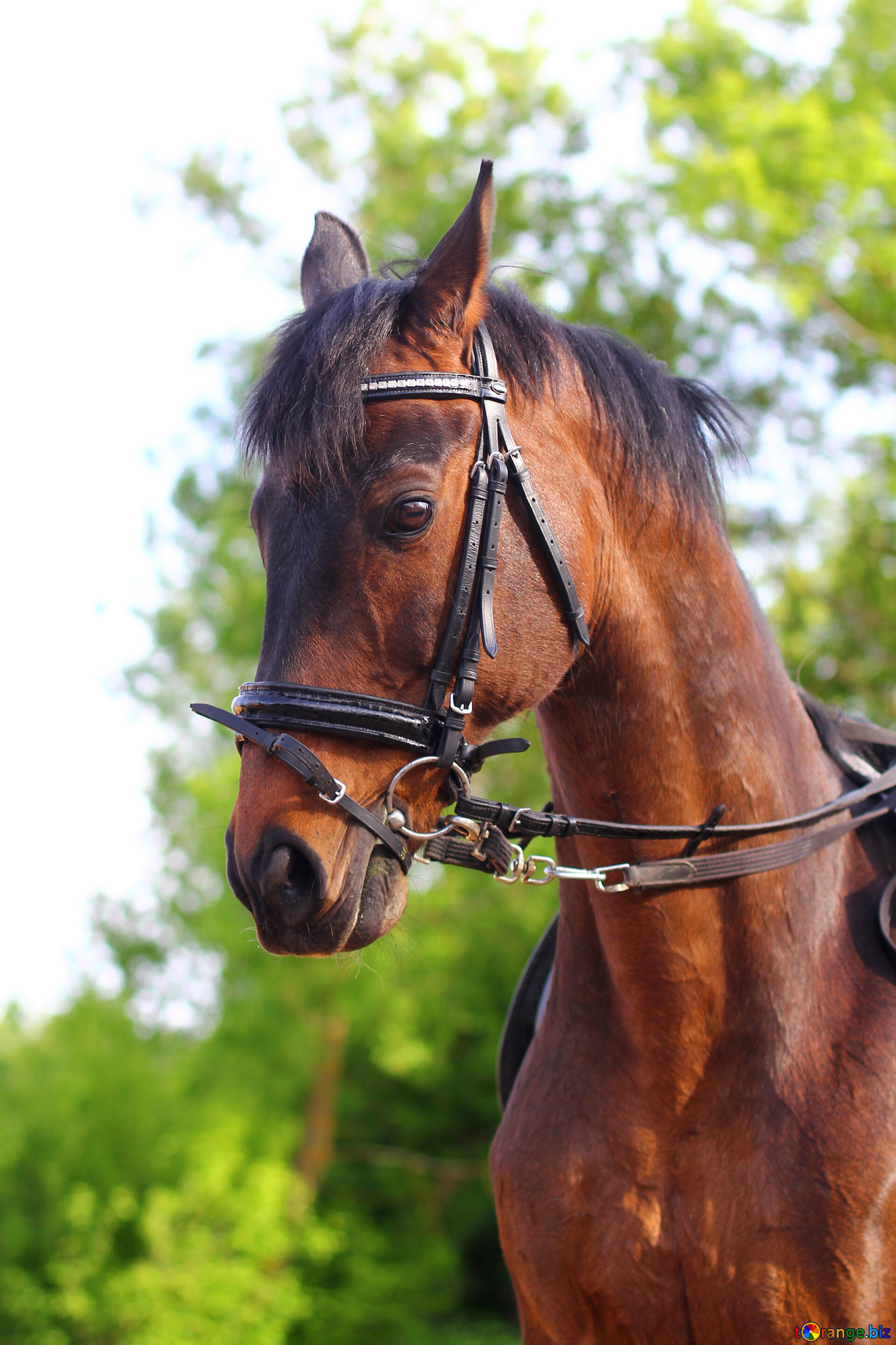 馬の肖像画 無料の写真 美しい馬の肖像画 無料の写真 馬 Torange Biz