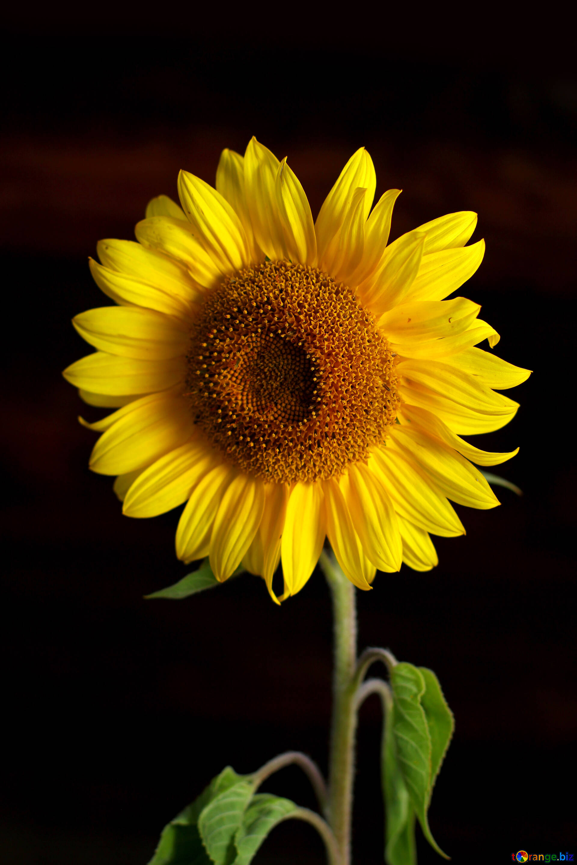 Background with summer flowers image sunflower flower isolated on black  background images sunflower № 32798  ~ free pics on cc-by  license