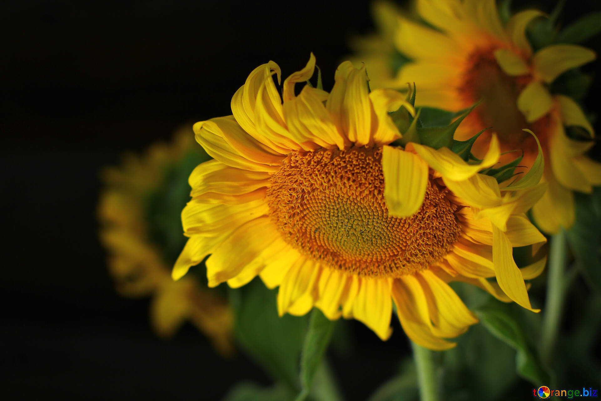 夏の花の背景 無料の写真 花と暗い背景 無料の写真 夏 Torange Biz