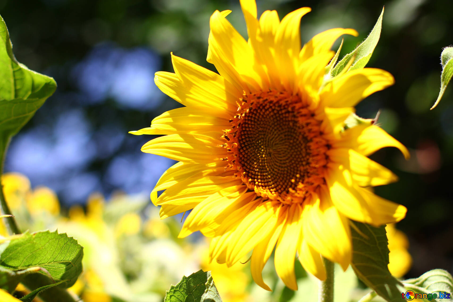 How To Say Beautiful Flower In French