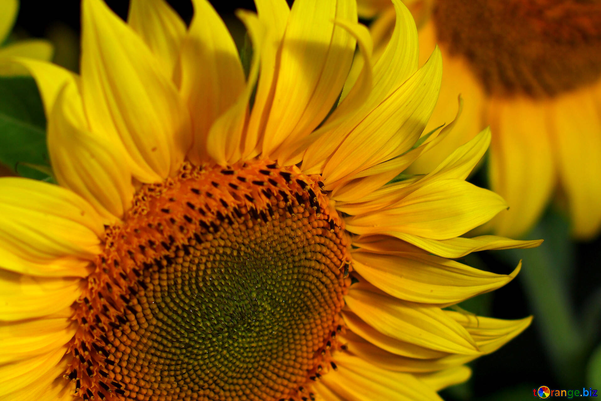 Flowers sunflower desktop wallpaper flower screensavers