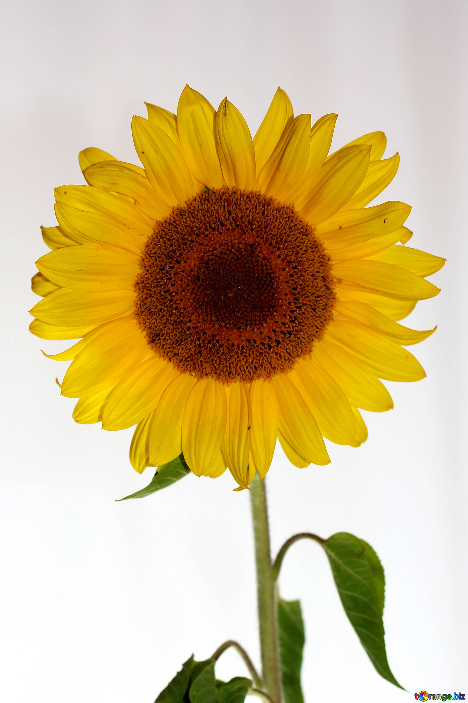 background sunflower flower sunflowers plant isolated