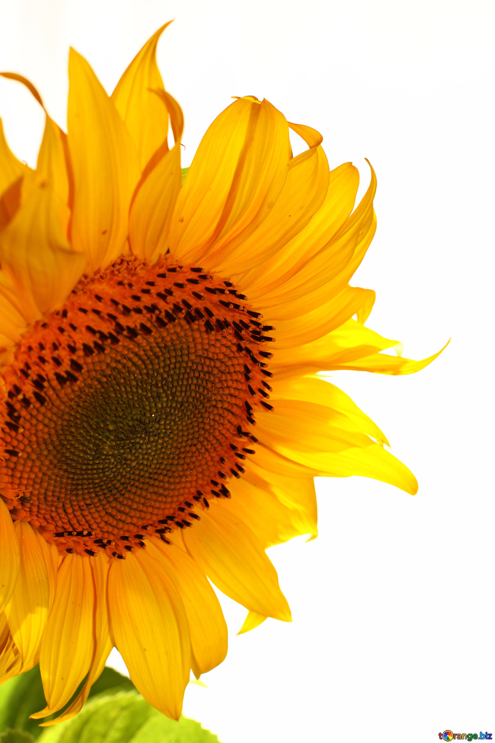 White background with sunflower on the side free image - № 32763