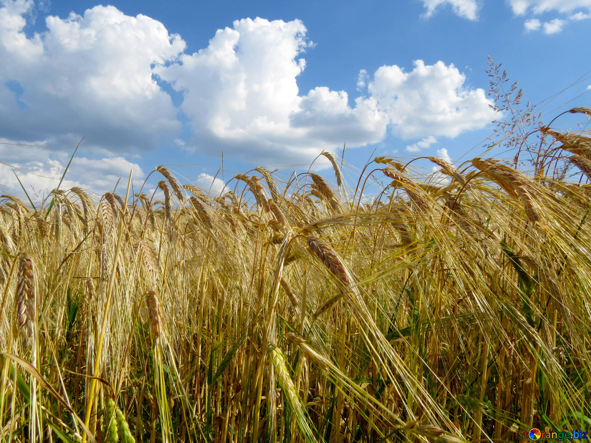 Украинцы в поле. Поля Украины. Поле пшеницы Украина. Поля Украины фото. Фон Украина поле.