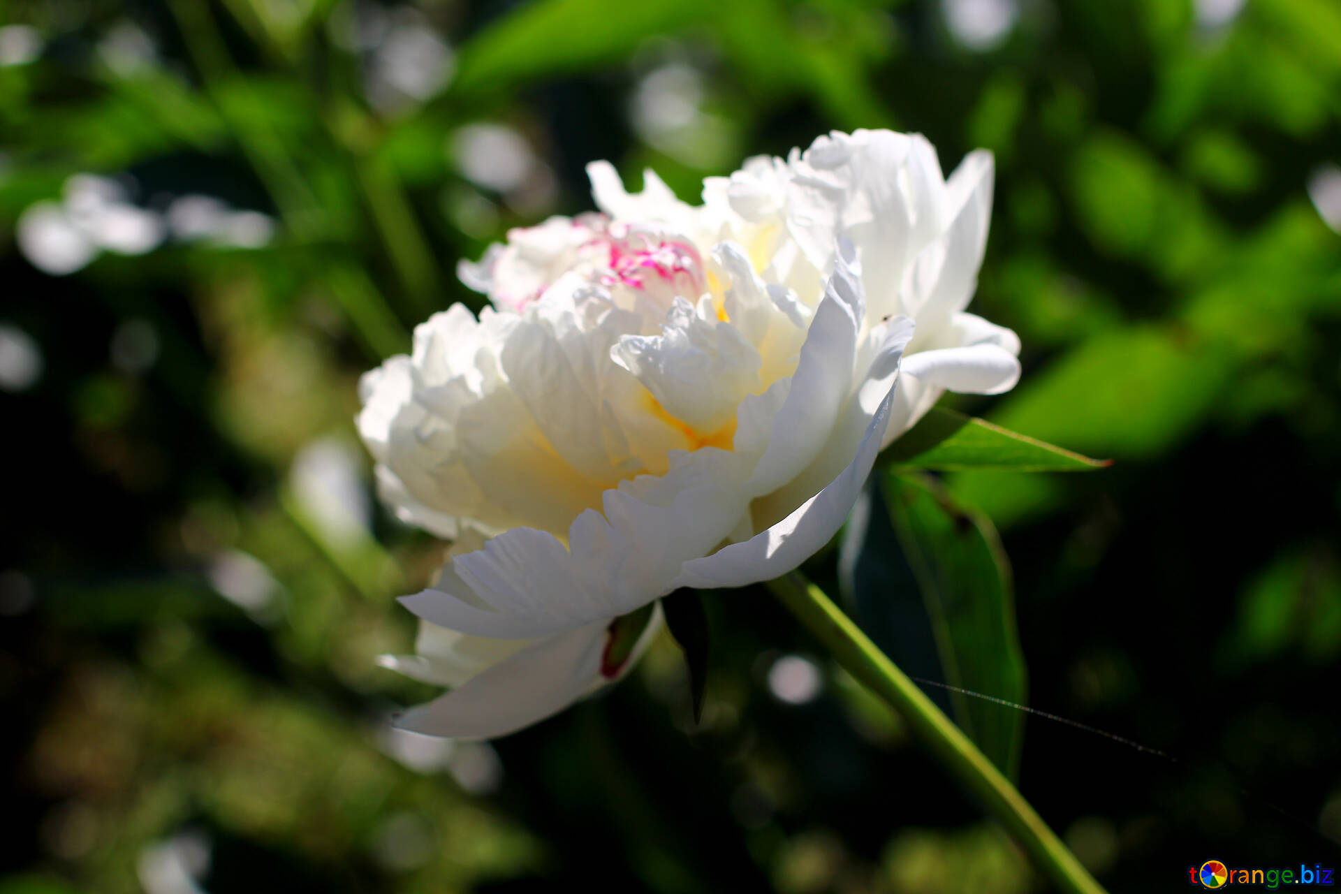花の牡丹 無料の写真 白牡丹の花 無料の写真 村 Torange Biz