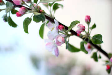 A branch of blossoming Apple trees